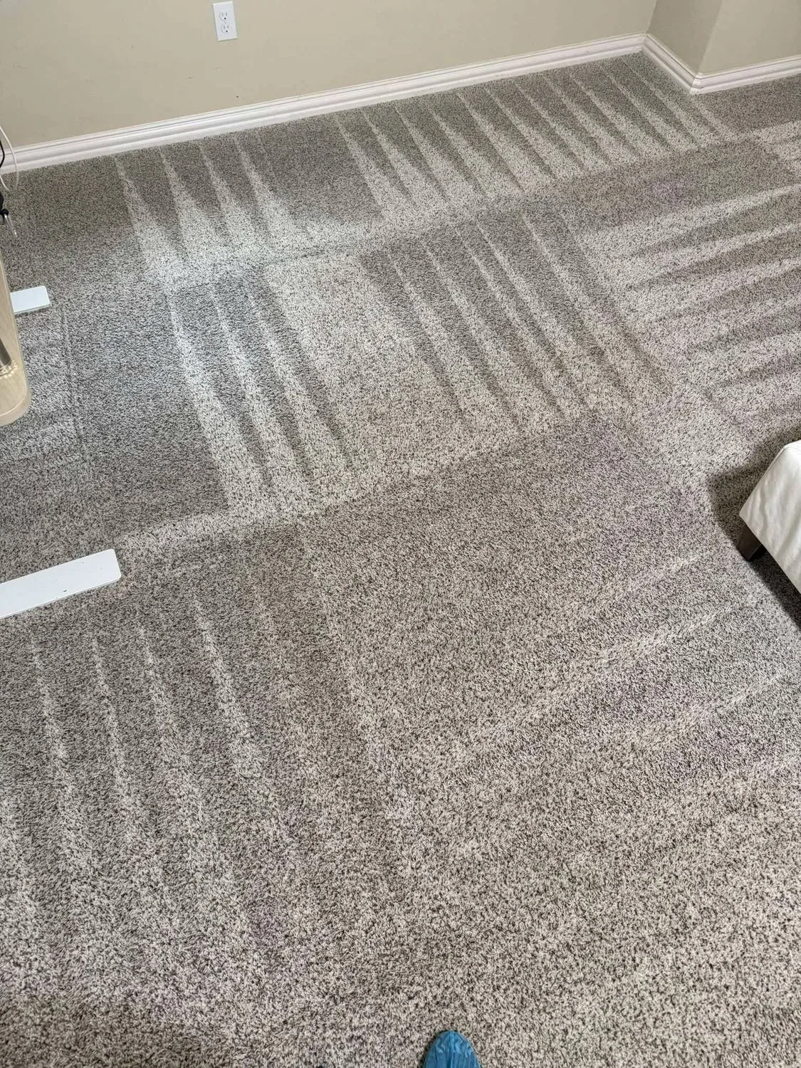 Freshly steam cleaned carpet in a Surfers Paradise home